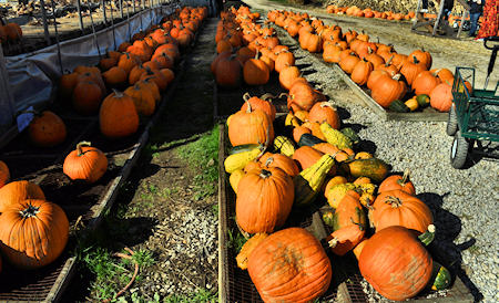 Pumpkins Everywhere at Duda's Farm